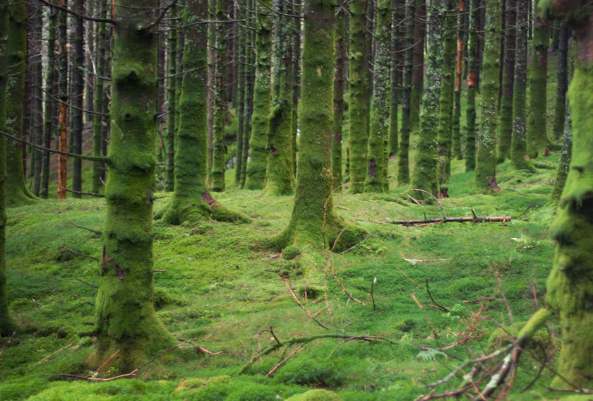 Mossy trees and woodland