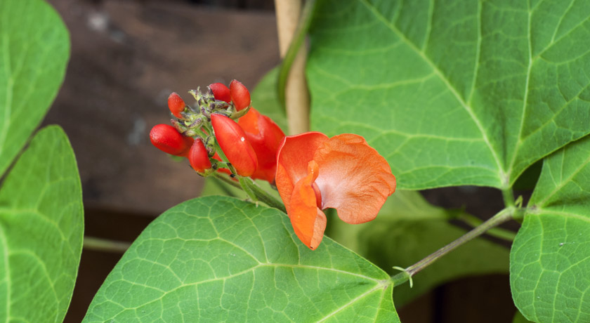 Red runner bean flower