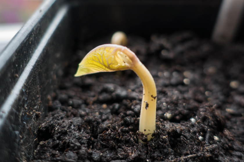 Runner bean seedling