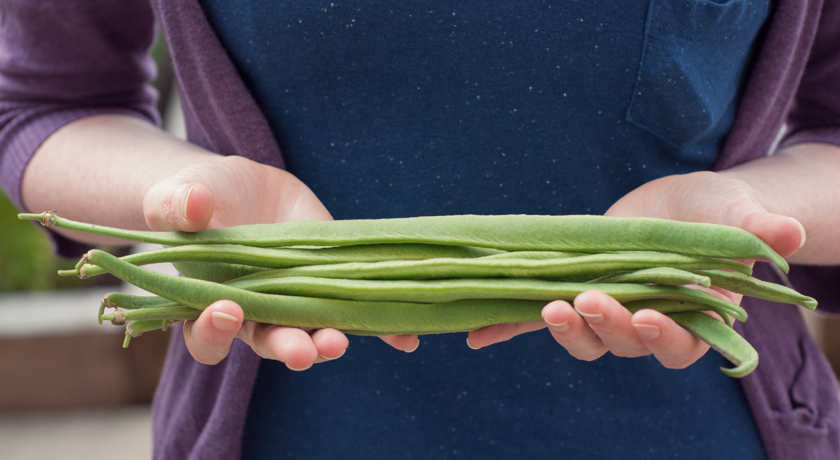 Runner beans in hands