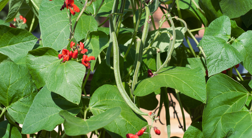 Runner beans on plant