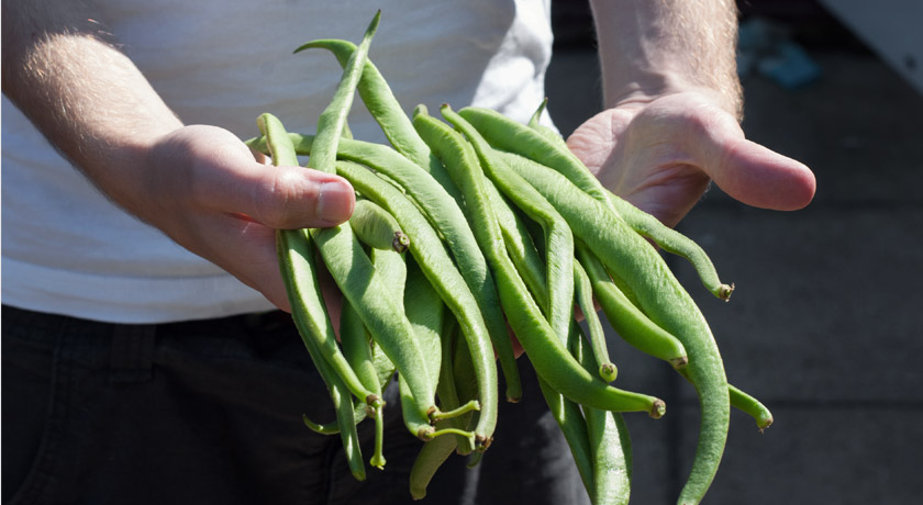 Hands holding runner beans