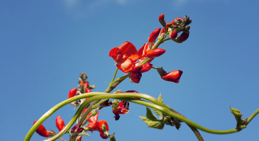 Runner bean flowers against sky