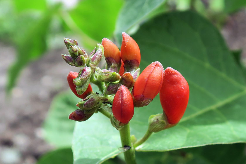 Red bean flowers