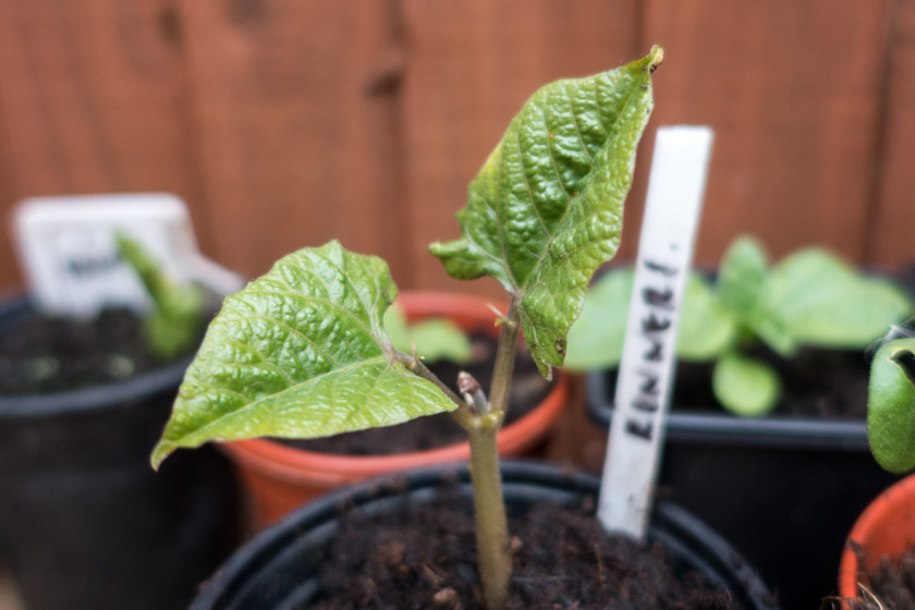 Seedling leaves