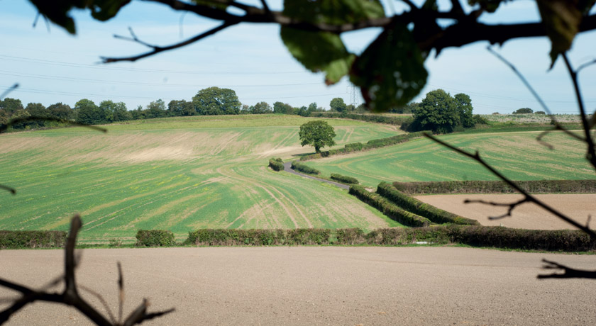 Green fields