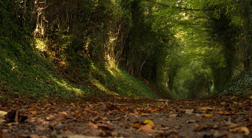 Path covered by trees