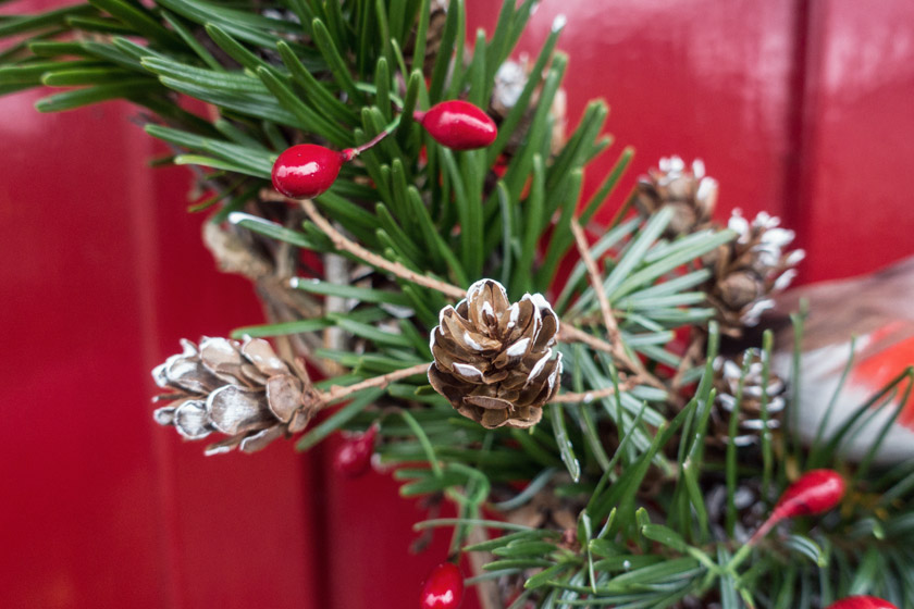 Closeup of pinecones and spruce