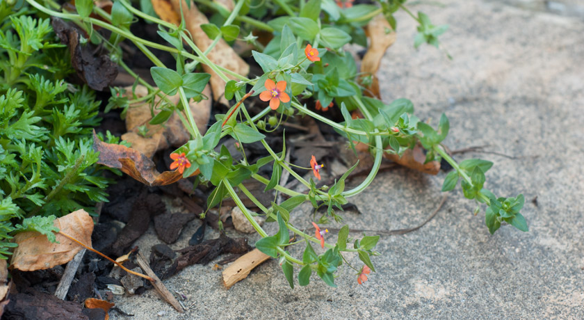 Small orange flowers growing onto path