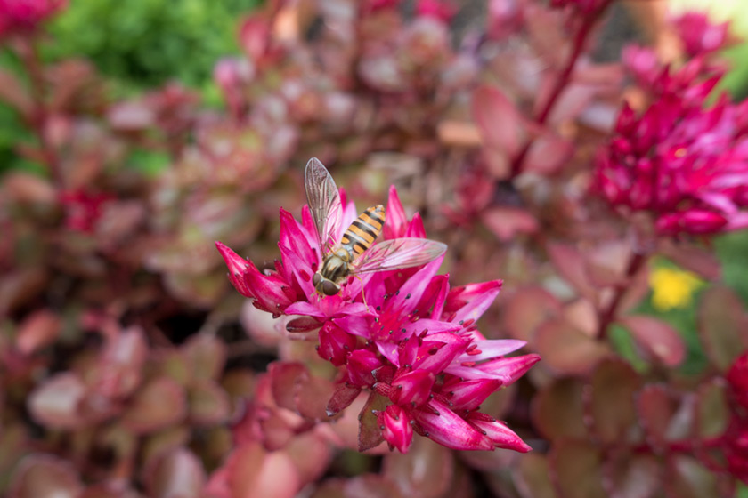 Hoverfly on sedum flowers