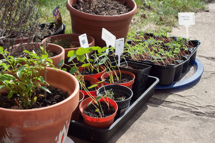 Small seedlings in the sun