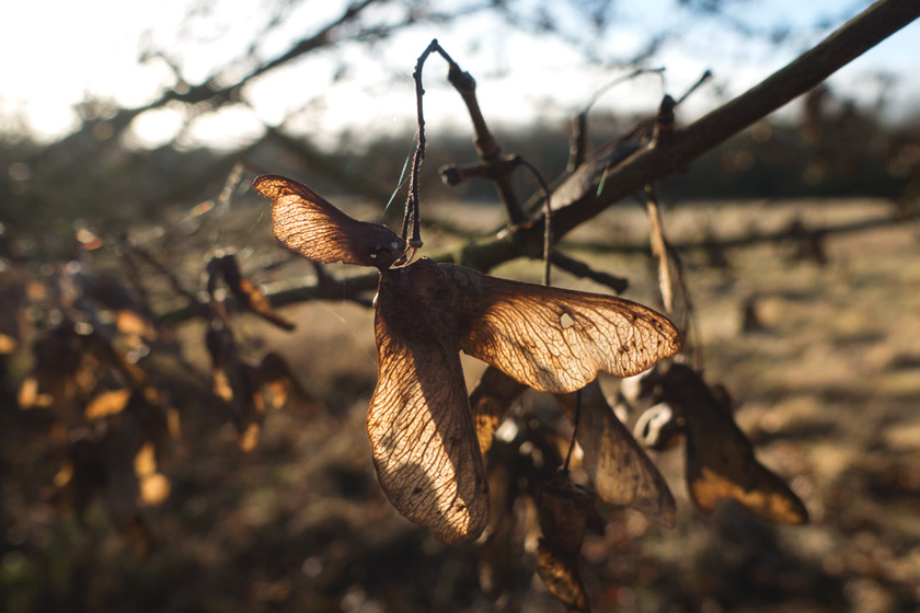 Seed pods in the sun