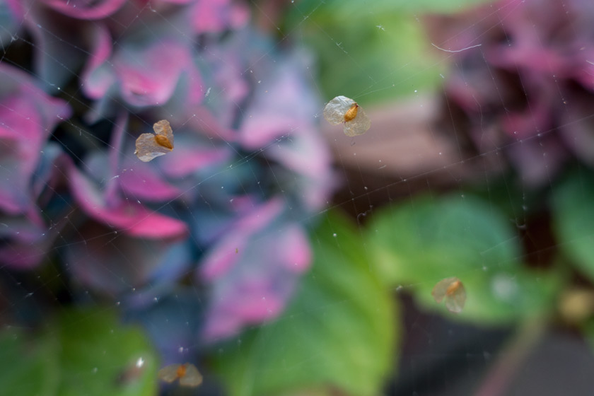 Seeds in web