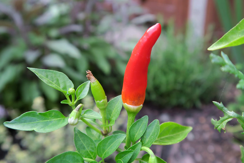 Small red chilli