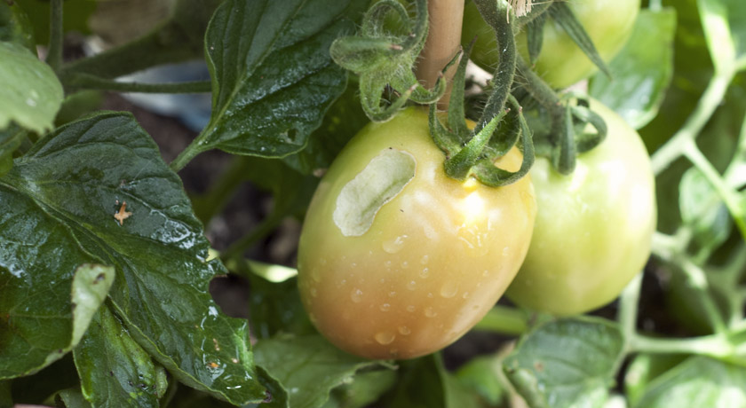 Slug bite in tomato