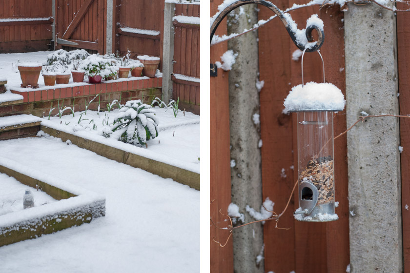Snow covered back garden