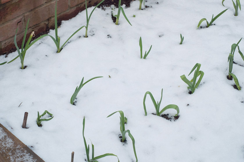Garlic shoots in the snow