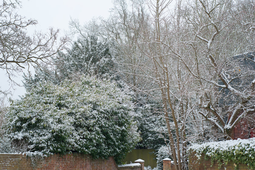 Snow covered trees
