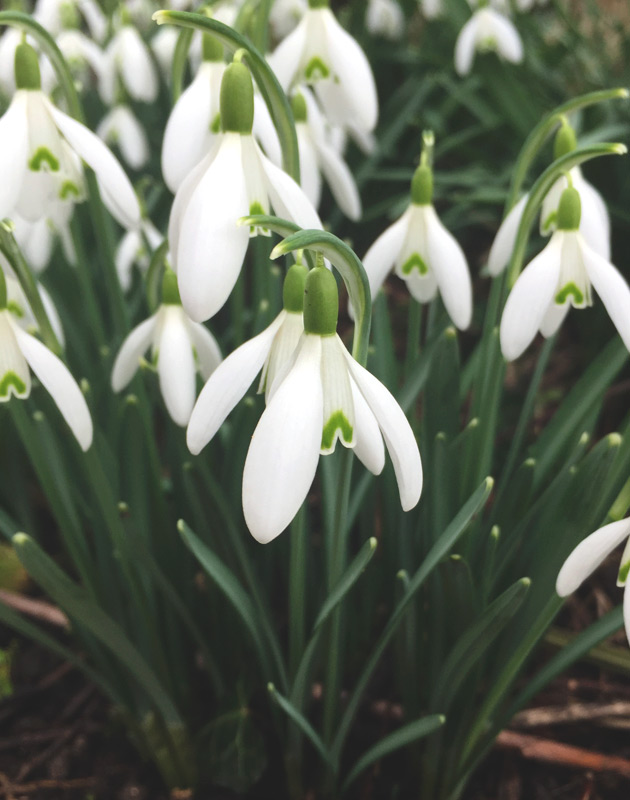 Cluster of snowdrops