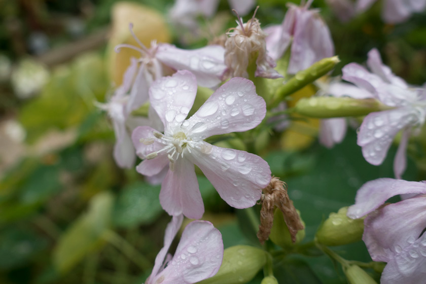 Water drops on soapwort leaves