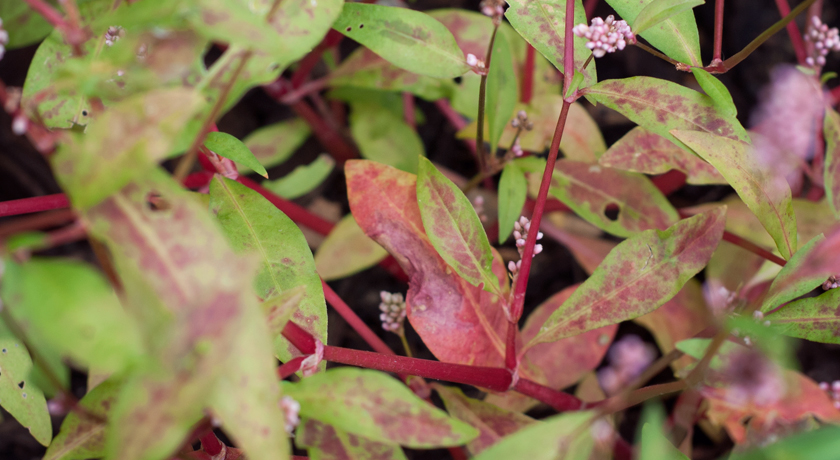 Red and green plant leaves