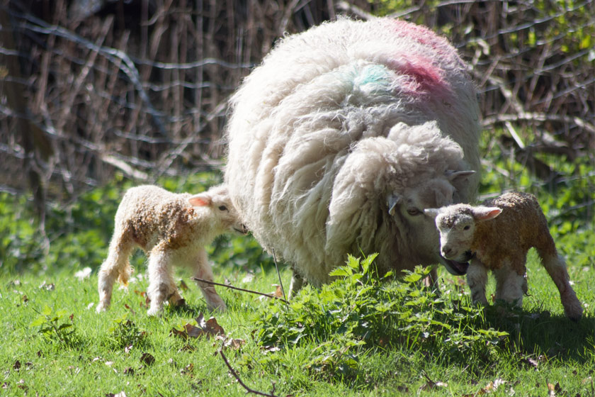 Two young lambs with mothers