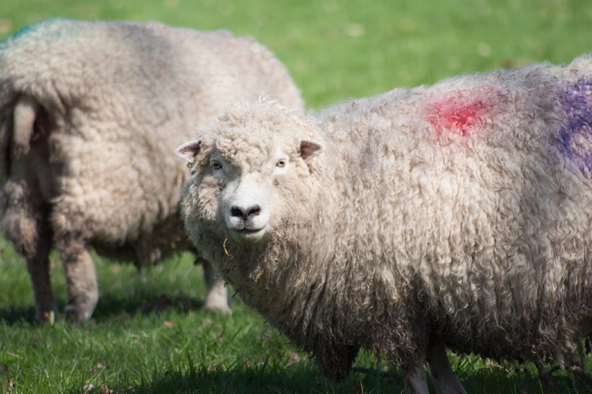 Female sheep facing camera