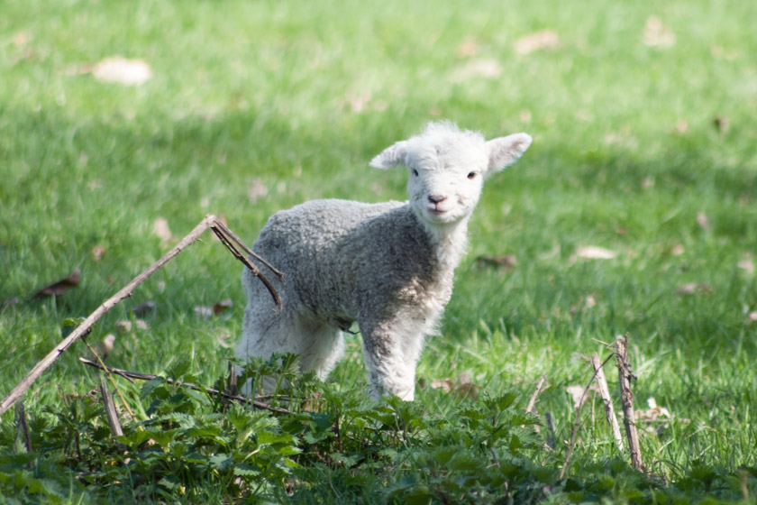 Small white lamb