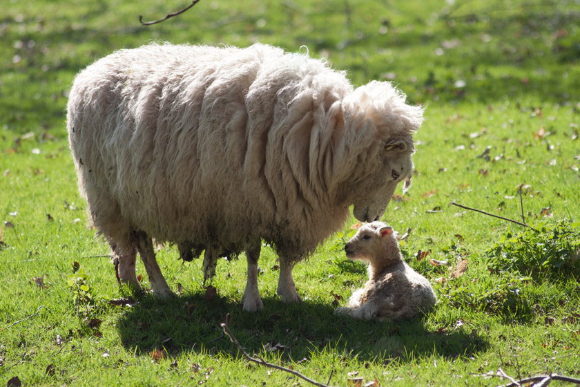 Young lamb with mothers