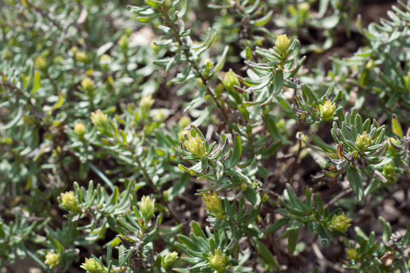 Sun on Lithodora buds