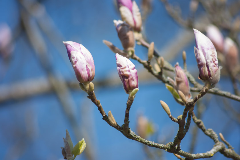 Pink magnolia buds in sun