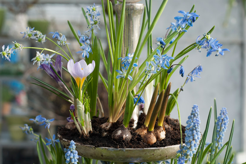 Crocus and grape hyacinths