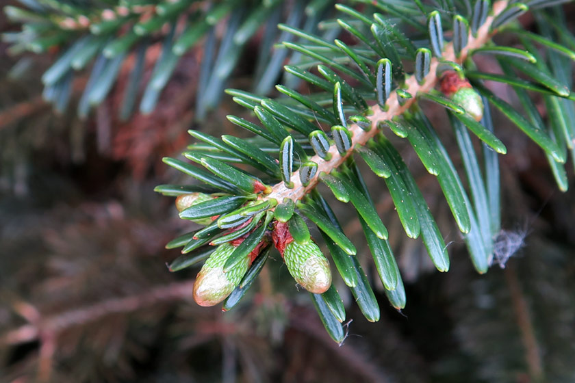 Mini pinecones