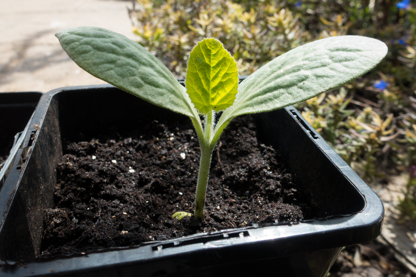 Reaching seedling