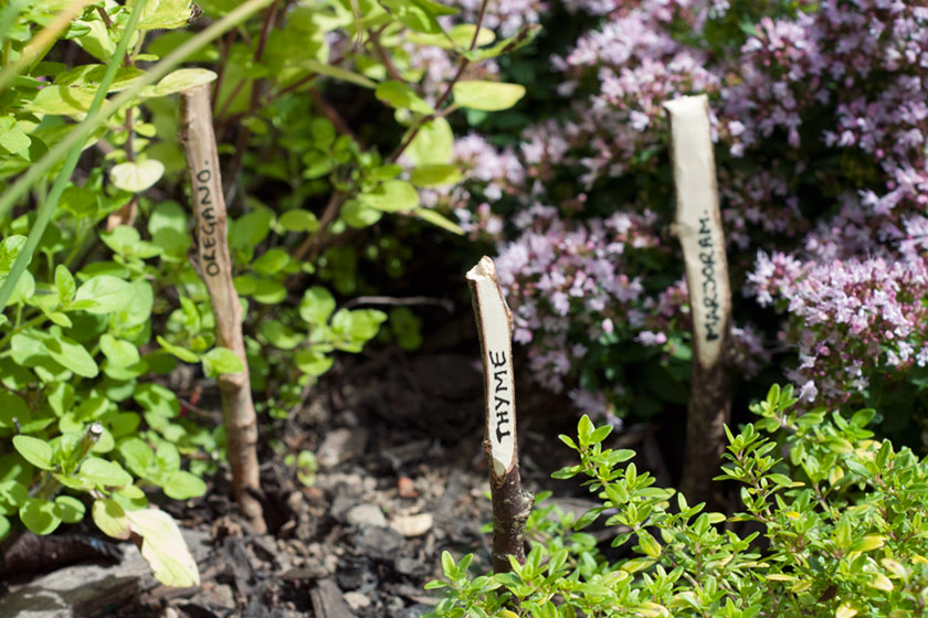 Plant markers in herbs