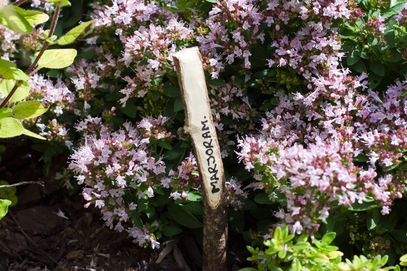 Plant marker in marjoram