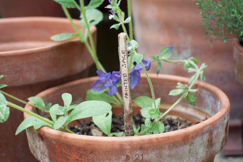 Plant marker in garden pot