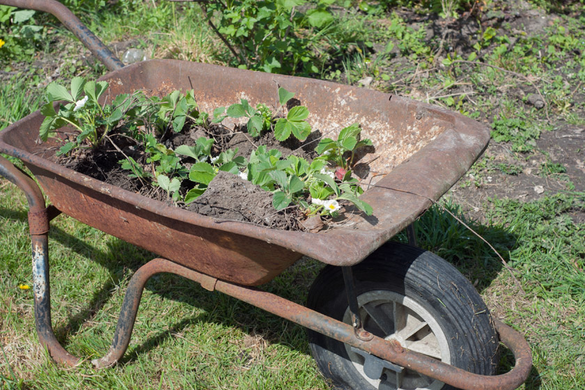 Rusty wheelbarrow full of strawberry plants