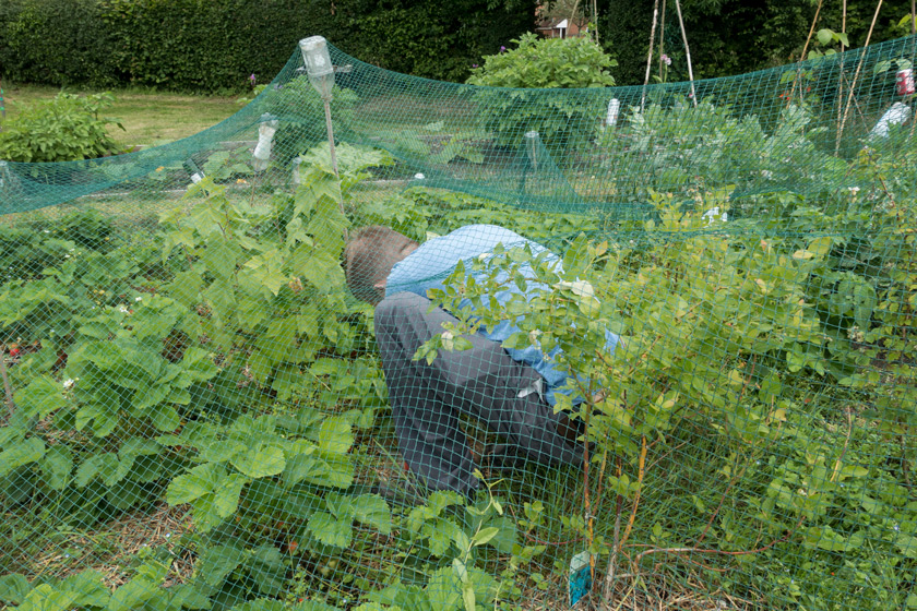Picking inside fruit net