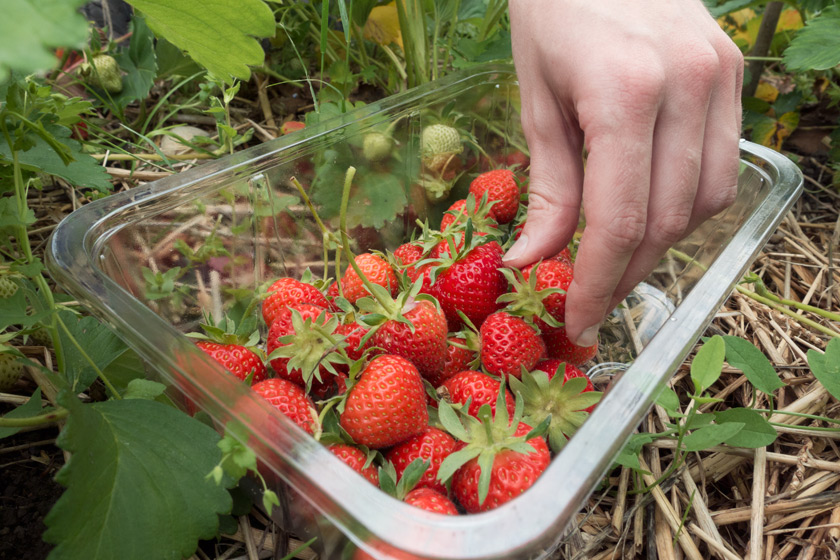 Strawberry picking