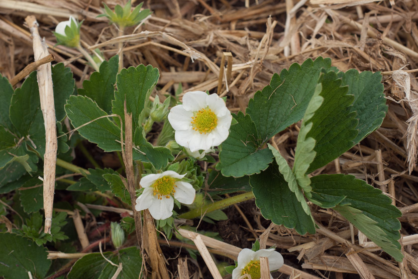 Strawberry flowers in straw