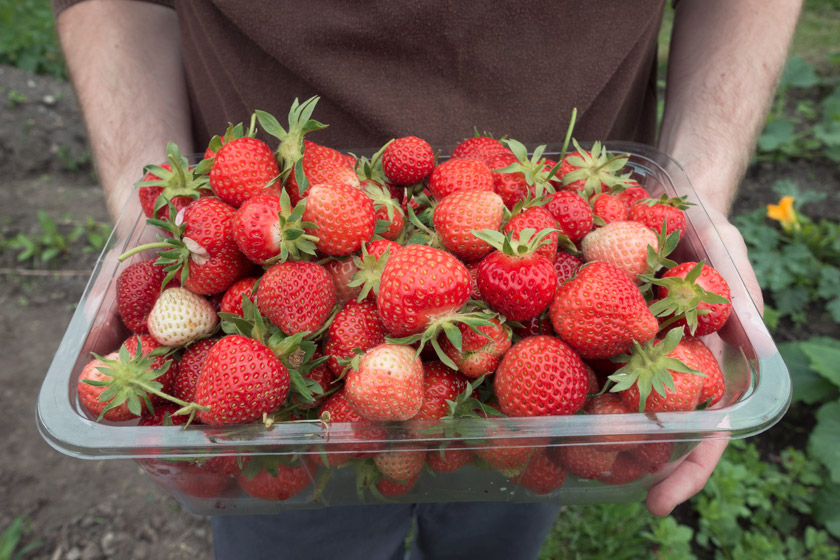 Homegrown strawberries