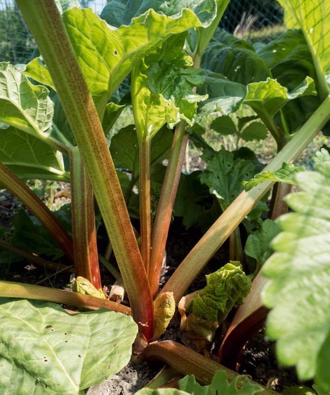 Rhubarb in sun