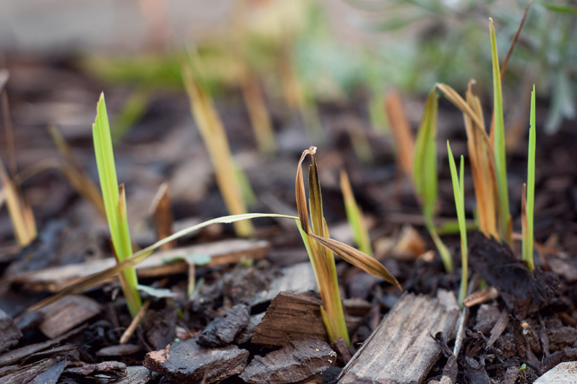 Crocosmia shoots in the sun