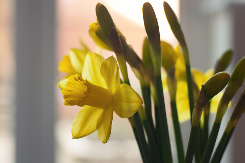 Daffodils in the sun