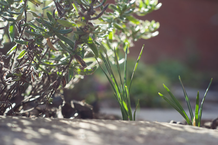 Crocus shoots in the sun