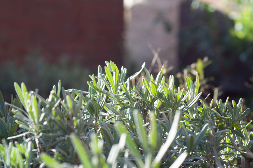 English lavender in the sun