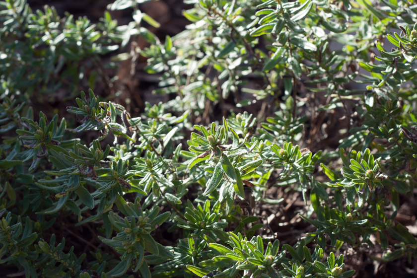 Green lithodora leaves in the sun