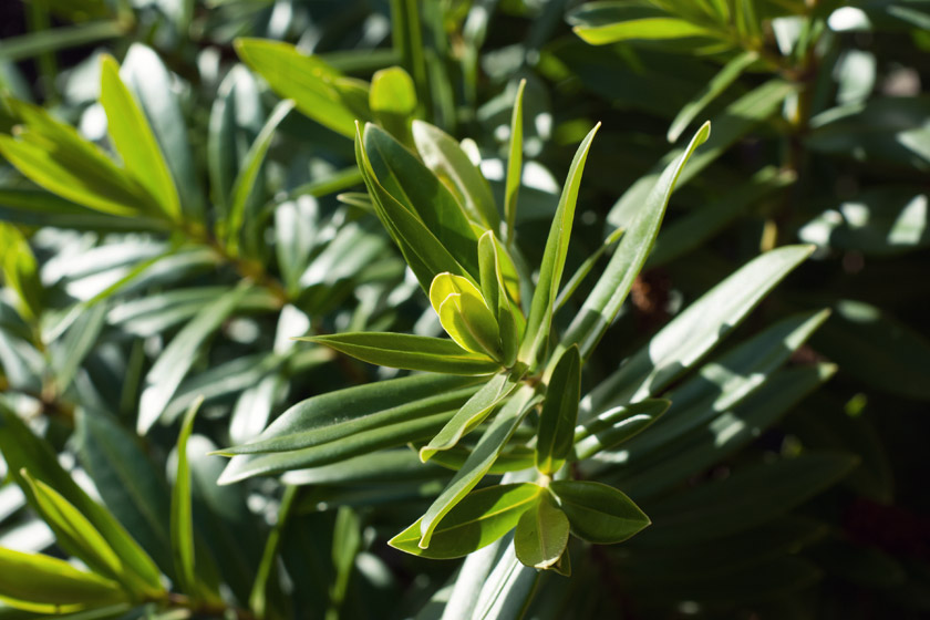 Green Hebe in the sun