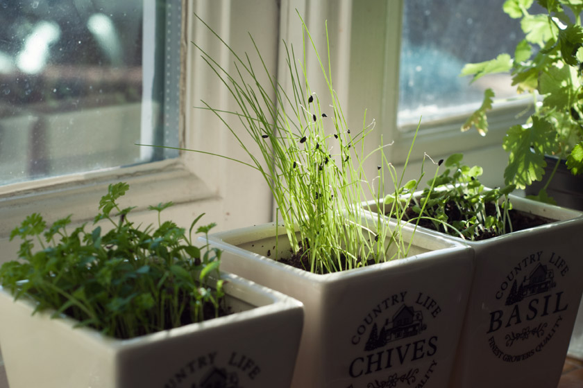 Herbs on sunny windowsill